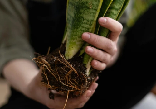To najlepszy moment na przesadzanie sansewierii. Spóźnisz się – przestanie rosnąć