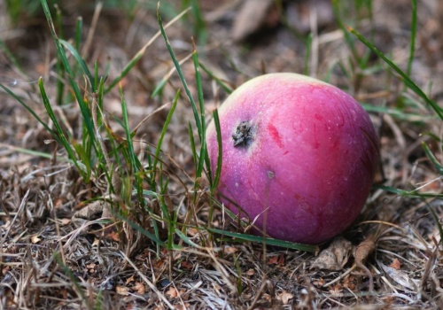 Wiosną połóż na trawie te dwa owoce. Myślisz, że to żart? Od teraz robię tak co roku