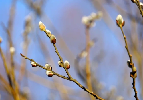 Antycyklony w akcji. Polacy poczują wiosnę