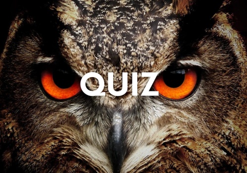 Jesteś mądry jak sowa? W tym quizie w mig zdobędziesz komplet punktów