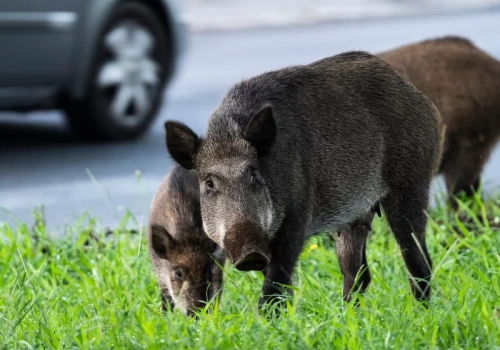 400 dzików do odstrzału. Starosta apeluje o „uszanowanie decyzji”, mieszkańcy oburzeni
