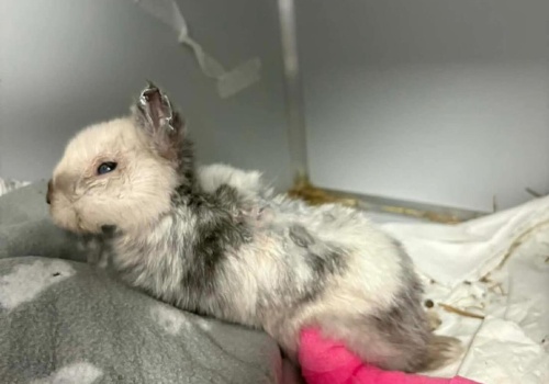 Zwyrodnialec znęcał się nad królikiem Marcysiem. Obciął mu uszy i łamał kończyny