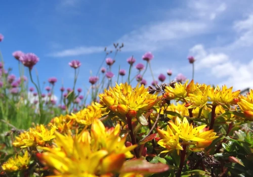 Masz dość koszenia i podlewania? Te rośliny zastąpią trawnik i stworzą zielony dywan