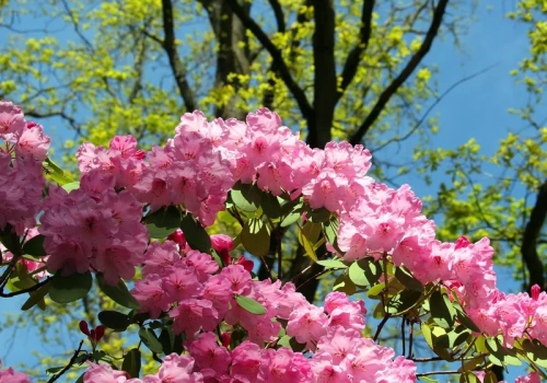 Wlej to na azalie w marcu. W maju sąsiadki pytają, czym je „nafaszerowałaś”