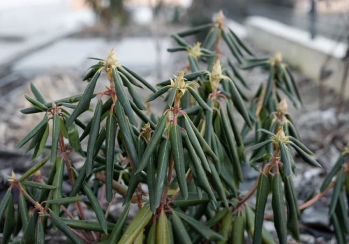 Pozwijane w ruloniki liście rododendronu? To sygnał alarmowy – sprawdź, czy krzew jeszcze da się uratować!