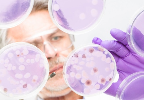 Naturalny kompas w bakteriach. Magnetosomy pomagają w orientacji