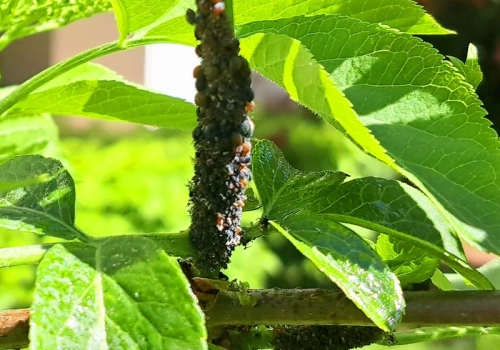 To najważniejszy oprysk przed sezonem. Dusi mszyce i przędziorki, zanim zniszczą plony