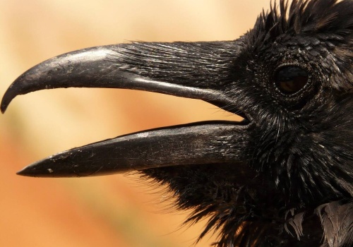 Kruki atakują jagnięta i prosięta? Zgłoszenia rolników