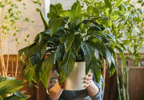 Liście więdną w kilka godzin? Tak podlewaj skrzydłokwiat, by kwitł bez przerwy