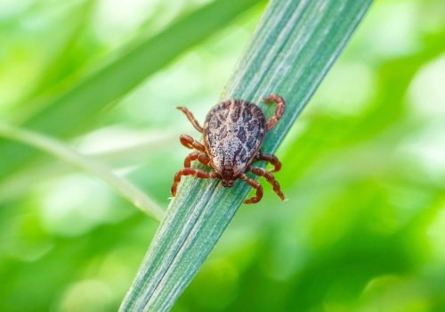 Tej rośliny nigdy nie sadź w ogrodzie. W sezonie nie opędzisz się od kleszczy