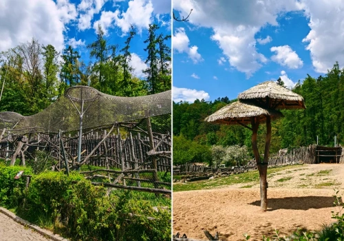 Wyjątkowe zoo bez krat w Europie. To tylko 3 godziny od Polski