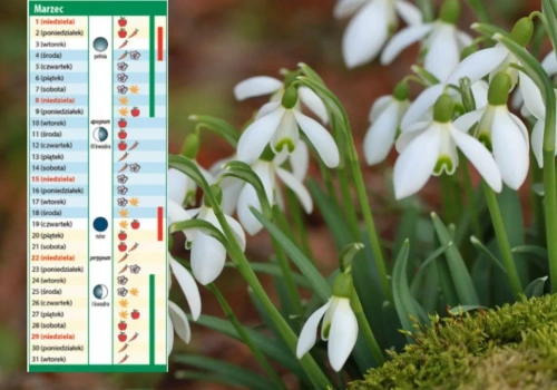 Kalendarz biodynamiczny na marzec 2026. Sprawdź najlepsze dni na cięcie, siew i sadzenie