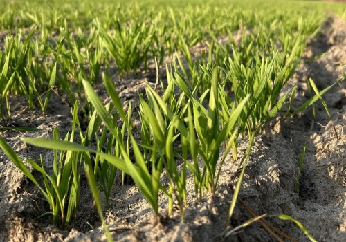 Ceny zbóż na MATIF-ie rosną. Czy to początek odbicia czy tylko efekt spekulacji?