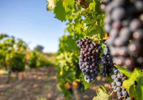 Wiosenna przygoda z winiarstwem. Lubuskie zaprasza na cykl warsztatów edukacyjnych