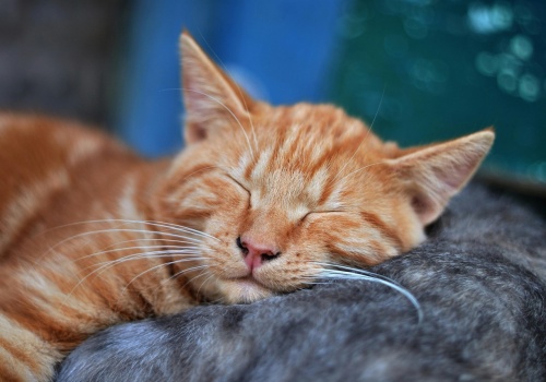 Opłata od psa, obowiązek sprzątania, teraz czipowanie. A koty mogą wszystko