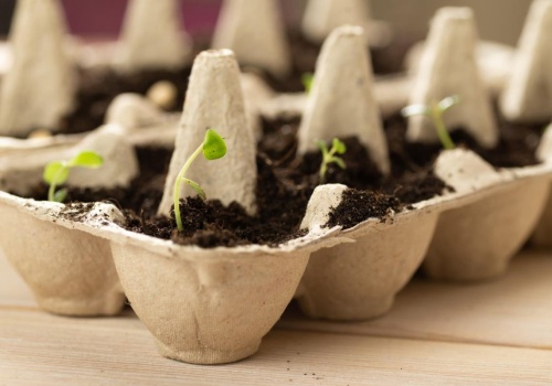 Zbieram wytłoczki po jajkach przez całą zimę. Dzięki temu w marcu oszczędzam dużo pieniędzy