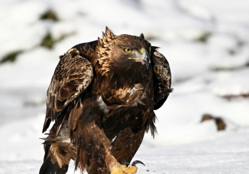 Są w herbach i godłach. Ile wiesz o orłach? Sprawdź nasz quiz