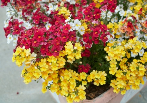 Deklasują pelargonie już na starcie. Są piękne i banalne w uprawie