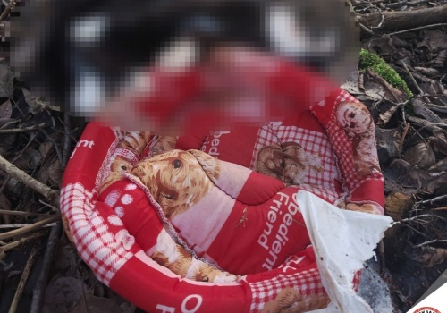 Martwy kot znaleziony w worku w gminie Markuszów. Trwa ustalanie okoliczności zdarzenia