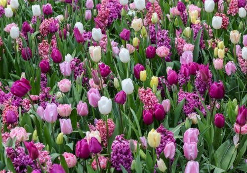 Niedługo zakwitną w całej Polsce. Trujące kwiaty, na które musisz uważać