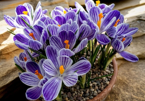 Rośliny, które otwierają sezon i przyciągają wzrok już z daleka. Tulipany to dopiero początek