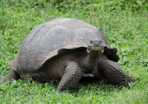 Galapagos: dzięki wspólnym wysiłkom udało się przywrócić populację niemal wymarłych żółwi słoniowych