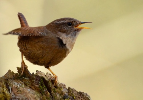 Wyglądają jak myszy i wchodzą pod ziemię. Coś przyciąga je do Polski