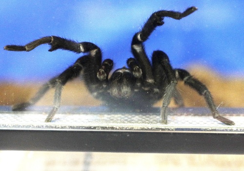 Pająki i węże na wyciągnięcie ręki