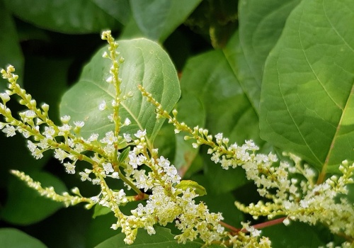 Ich ekspansja zaczyna się na wiosnę. Lepiej zwalczać, zanim się rozrosną