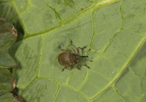 Monitoring chowaczy łodygowych musi być precyzyjny