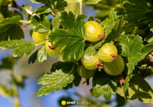 Nie wyrzucaj, rozsyp pod agrestem. Naturalne nawozy zapewnią obfite plony
