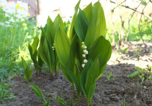 To ostatni moment na sadzenie konwalii. Symbol wiosny w twoim ogrodzie