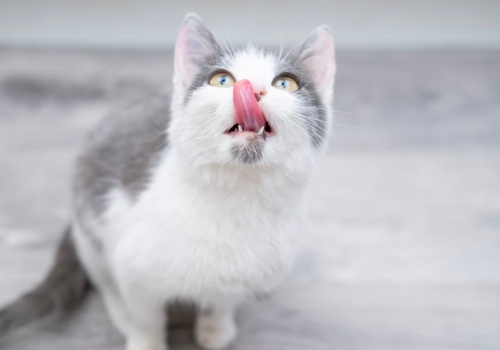 Zamocz w wodzie, a później zasiej. Mruczek podziękuję za kocią ucztę