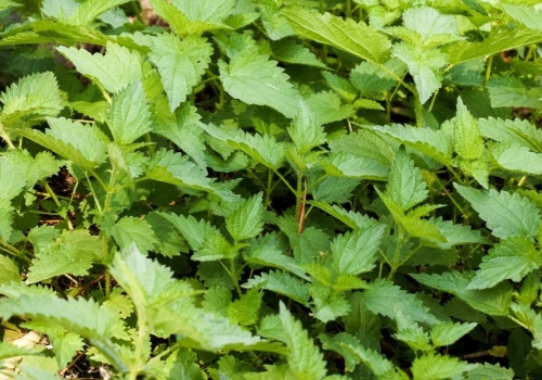 Zalej kilka liści mięty octem i odstaw na kilka dni. Dom będzie lśnił i pachniał świeżością