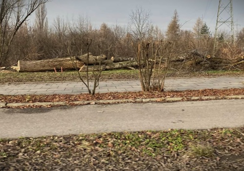 Trwa analiza środowiskowa dla Tras Pychowickiej i Zwierzynieckiej. W dokumentacji: od 1411 do 1582 drzew do usunięcia, zależnie od wariantu