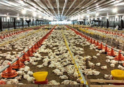 Protesty przeciw ukraińskiej fermie drobiu w Chorwacji. Na czele aktor z 