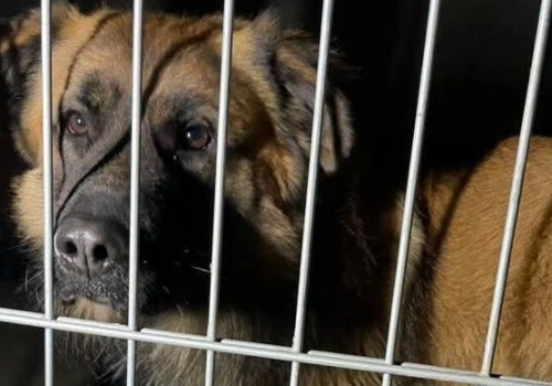 Pies był skrępowany w lesie?