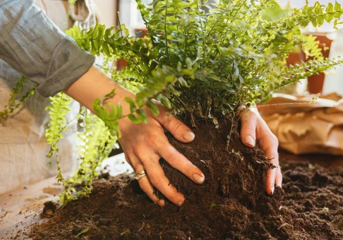 Liście bledną i drobnieją? To może być sygnał, że paproć woła o nową doniczkę