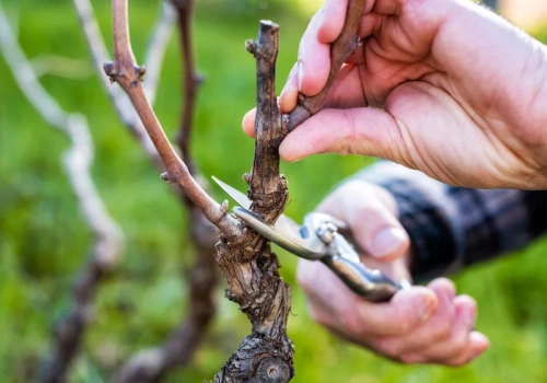 Najpierw przeczytaj, potem tnij. Jeden błąd w marcu i latem nie będzie ani kwiatów, ani owoców