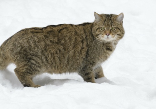 Leśne koty mogą okazać się skarbem w Polsce. Zaczęły robić coś nietypowego