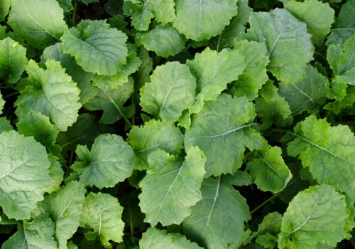 Właściwa ochrona i wiosenna regulacja rzepaku – pewny i wyrównany plon z Dovvo®!