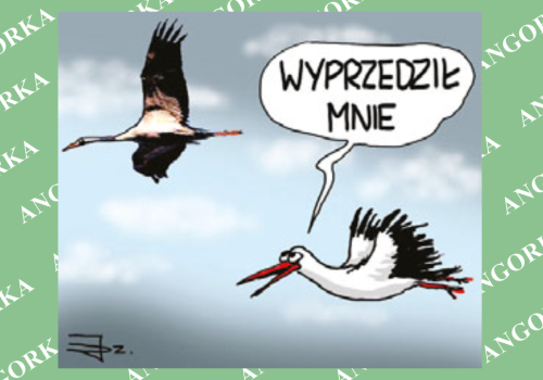 Żurawie wróciły na Polesie – wiosna już w drodze