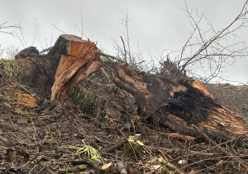 Ruszyła wycinka przydrożnych krzewów pod Dębnem, ekolodzy mają zastrzeżenia