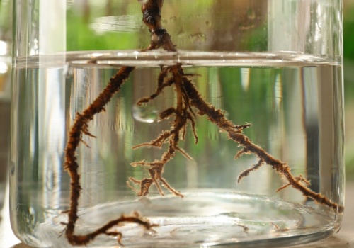 Zrobisz domowy ukorzeniacz do roślin za 0 zł. Wystarczy ta woda