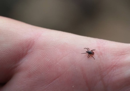 Niektóre rośliny przyciągają kleszcze. Sprawdź, czy masz w swoim ogrodzie