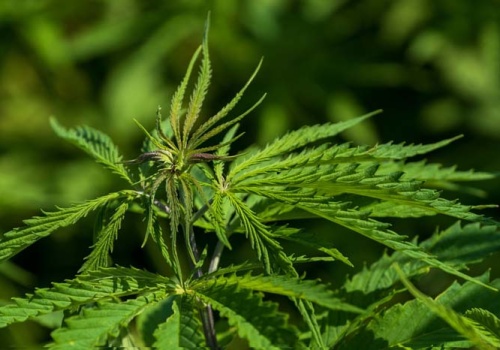 Konopie włókniste: biznes, który przyspiesza. KOWR porządkuje rynek