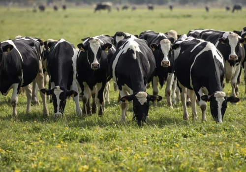 KSeF a rolnik ryczałtowy z produkcją bydła opasowego – czy trzeba się rejestrować?