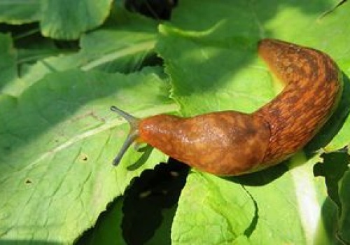 Pożera 60 ślimaków dziennie. 