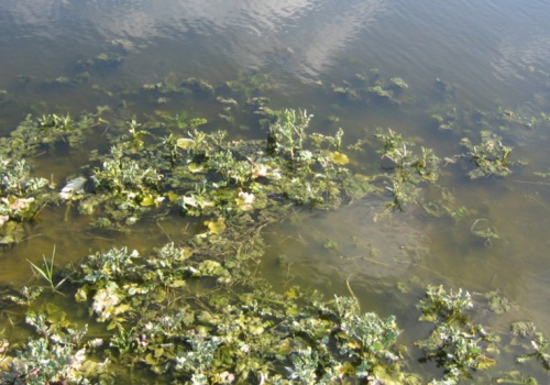 Co dzieje się z rzepakiem, gdy za długo jest pod wodą?