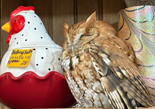 Usiadła na półce w sklepie z antykami. Sprawne oko wypatrzyło żywy okaz